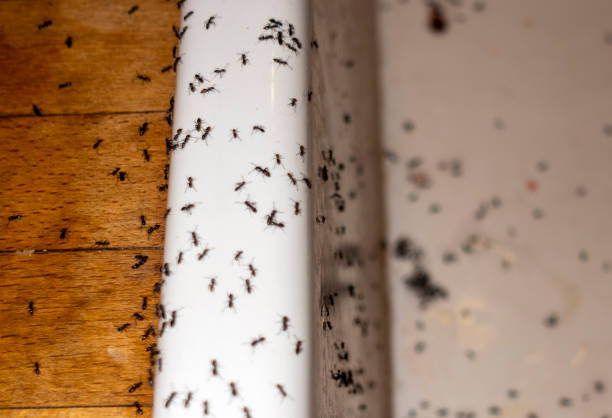 Best Ant Control Services  in Weston, NJ